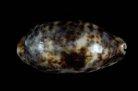 藏品(叢雲寶螺)的圖片